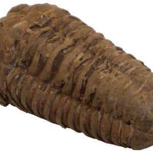 Trilobite Fossil - Devonian Flexicalymene - 3.25 x 1.75 x 0.75&quot; - FOSTRI004