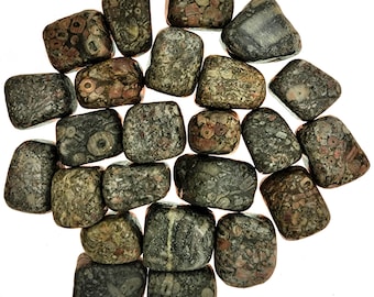 Crinoid Fossil Tumbles - 1/2 to 1 inch pieces - Bulk Lot - 1 lb Pound Lot