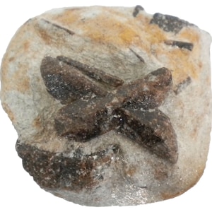 Staurolite - 322 gram -3.25 x 3.5 x 1.5&quot; Mineral Display Specimen - STR2309