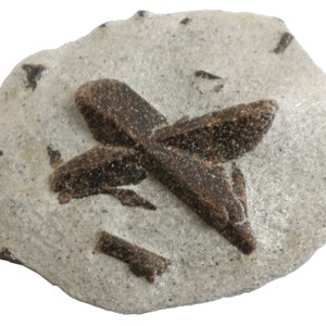 Staurolite - 225 gram - 4 x 3&quot; Mineral Display Specimen- X Mark - STR060