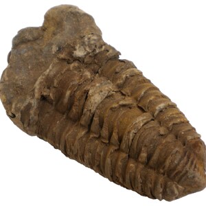 Trilobite Fossil - Devonian Flexicalymene - 3.5 x 2 x 1/2&quot; - FOSTRI009