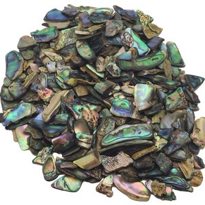 Paua Muschelstücke - Glanz - 6mm - 25mm - 1/4 Pfund Lot - Abalone