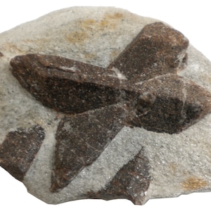 Staurolite - 253 gram - 4 x 3&quot; Mineral Display Specimen- X Mark - STR059