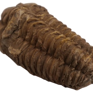Trilobite Fossil - Devonian Flexicalymene - 3 x 1.75 x 0.75&quot; - FOSTRI002
