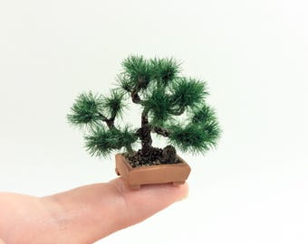 pinus mugo mughus bonsai Mugo Pine Bonsai Tree  Lovehopegrow