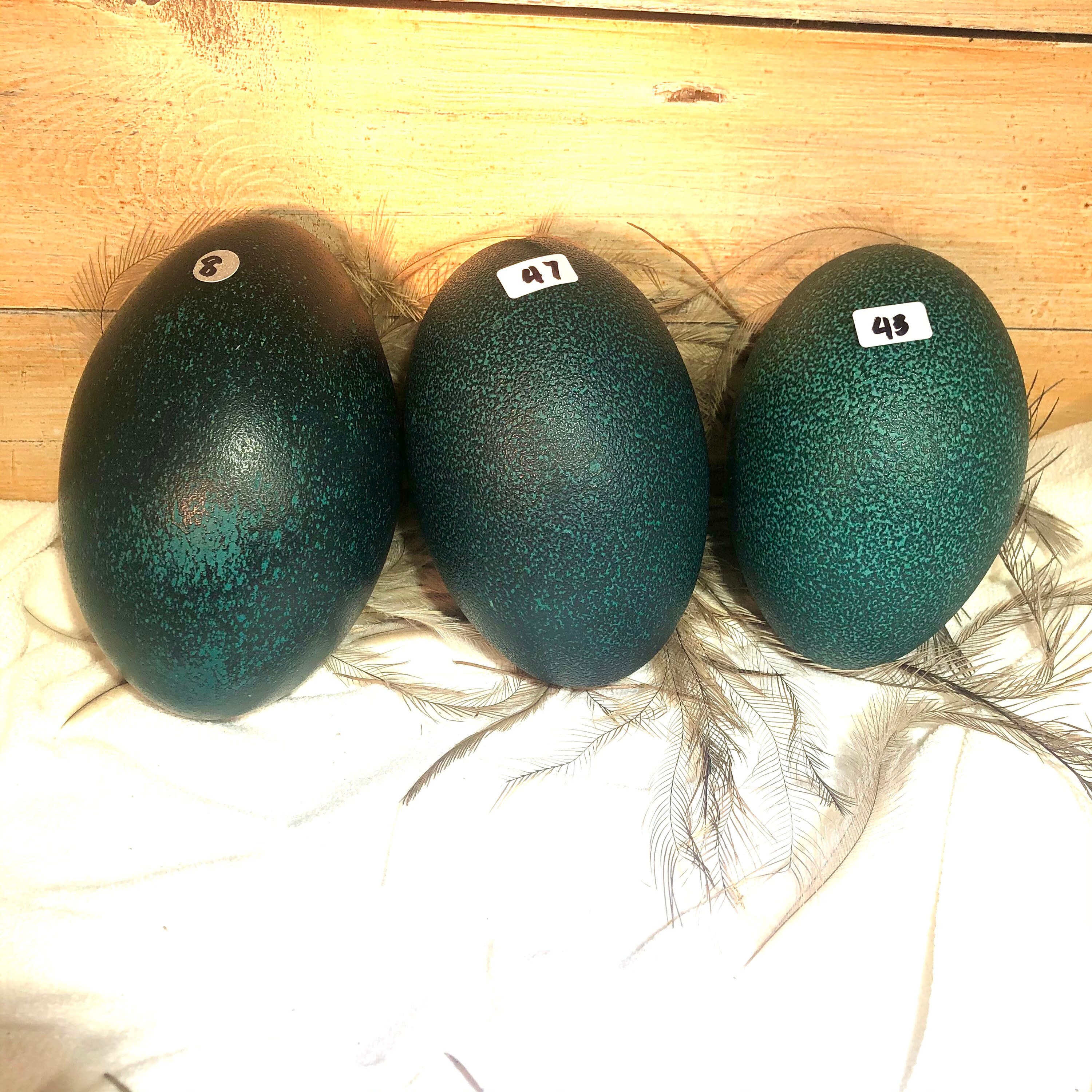 Emu Eggs for sale Only 3 left at 60