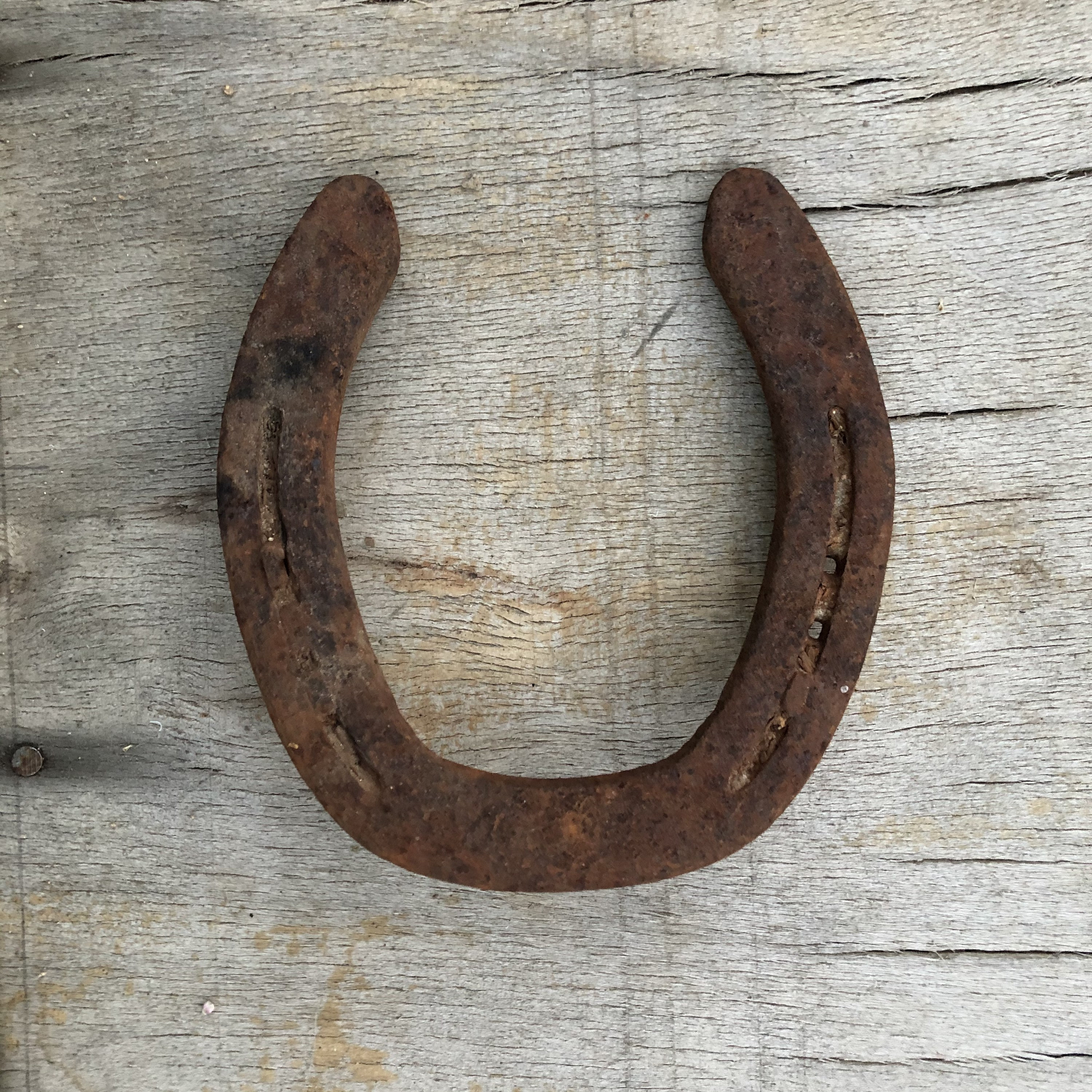 Horseshoes For Sale Tsc at Meredith Warnock blog