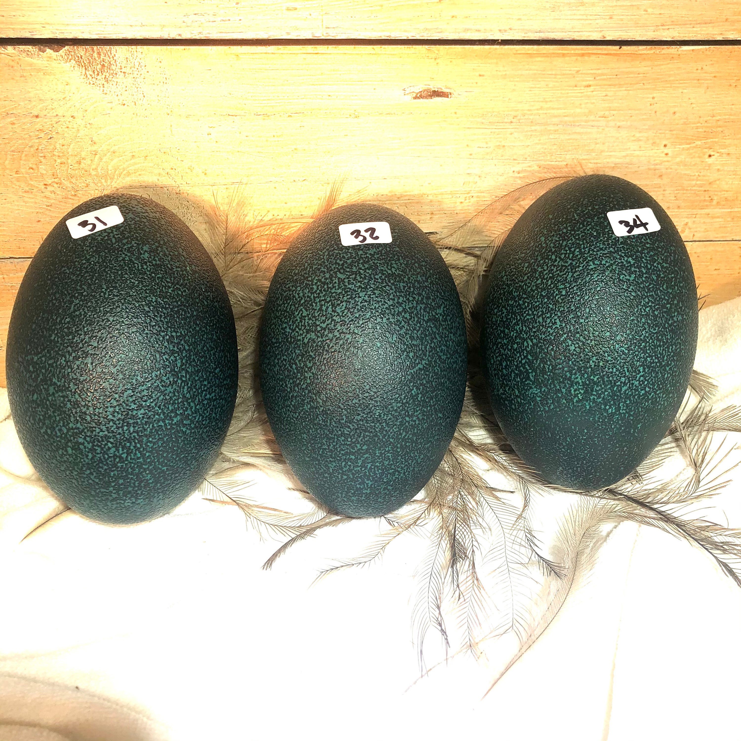 Emu Eggs for sale Only 3 left at 60