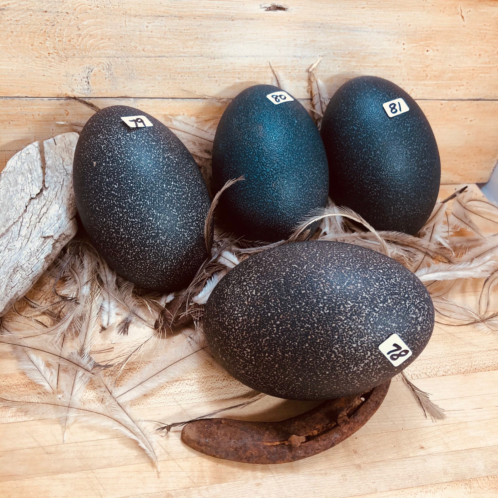 Emu Eggs with hole on each end Single Egg Blown out Etsy
