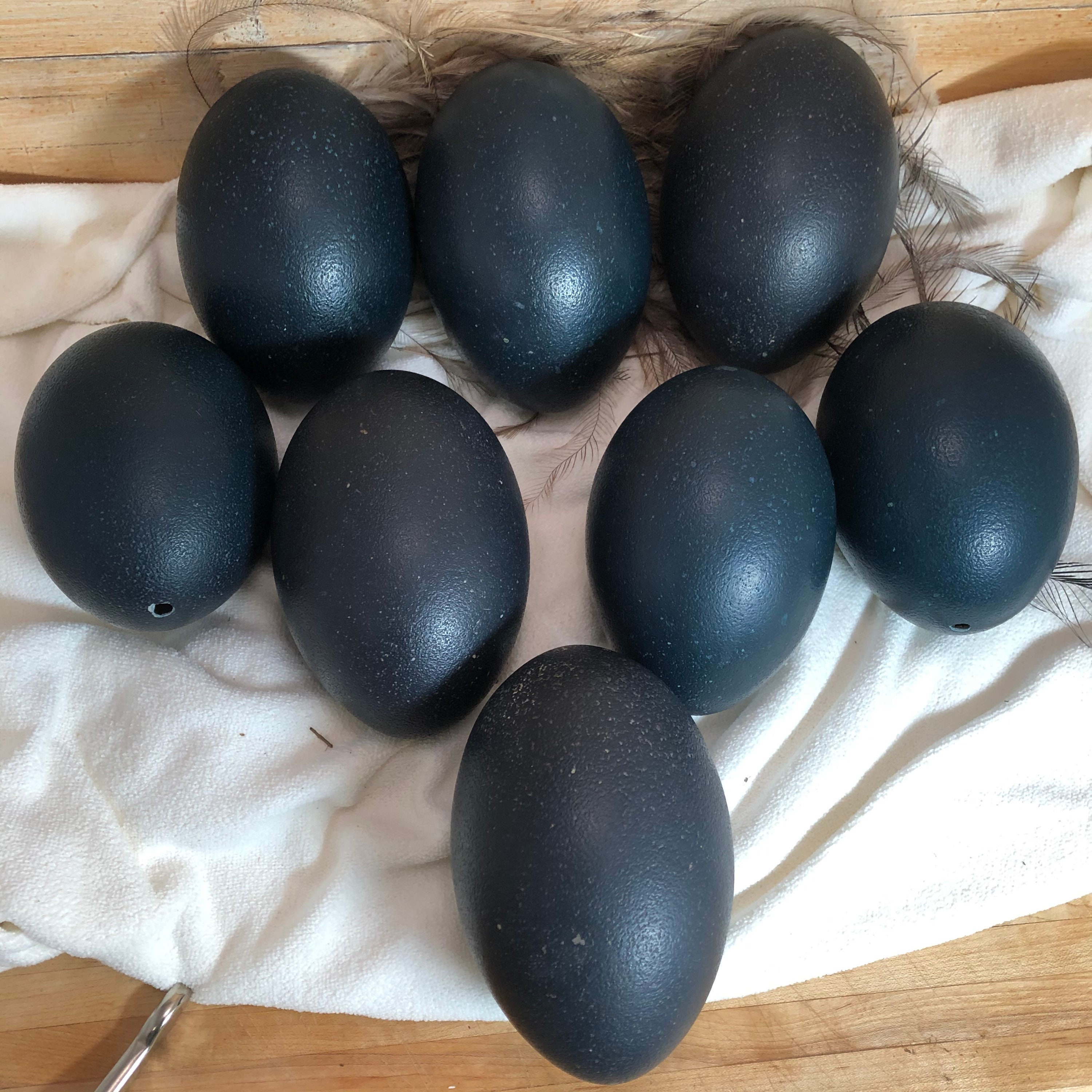 Emu Eggs for sale Only 3 left at 60