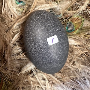 Reduced Again. Emu Egg (emptied) at reduced price due to Lots of natural hen pecks. choose a number on the egg you want. As is. No return