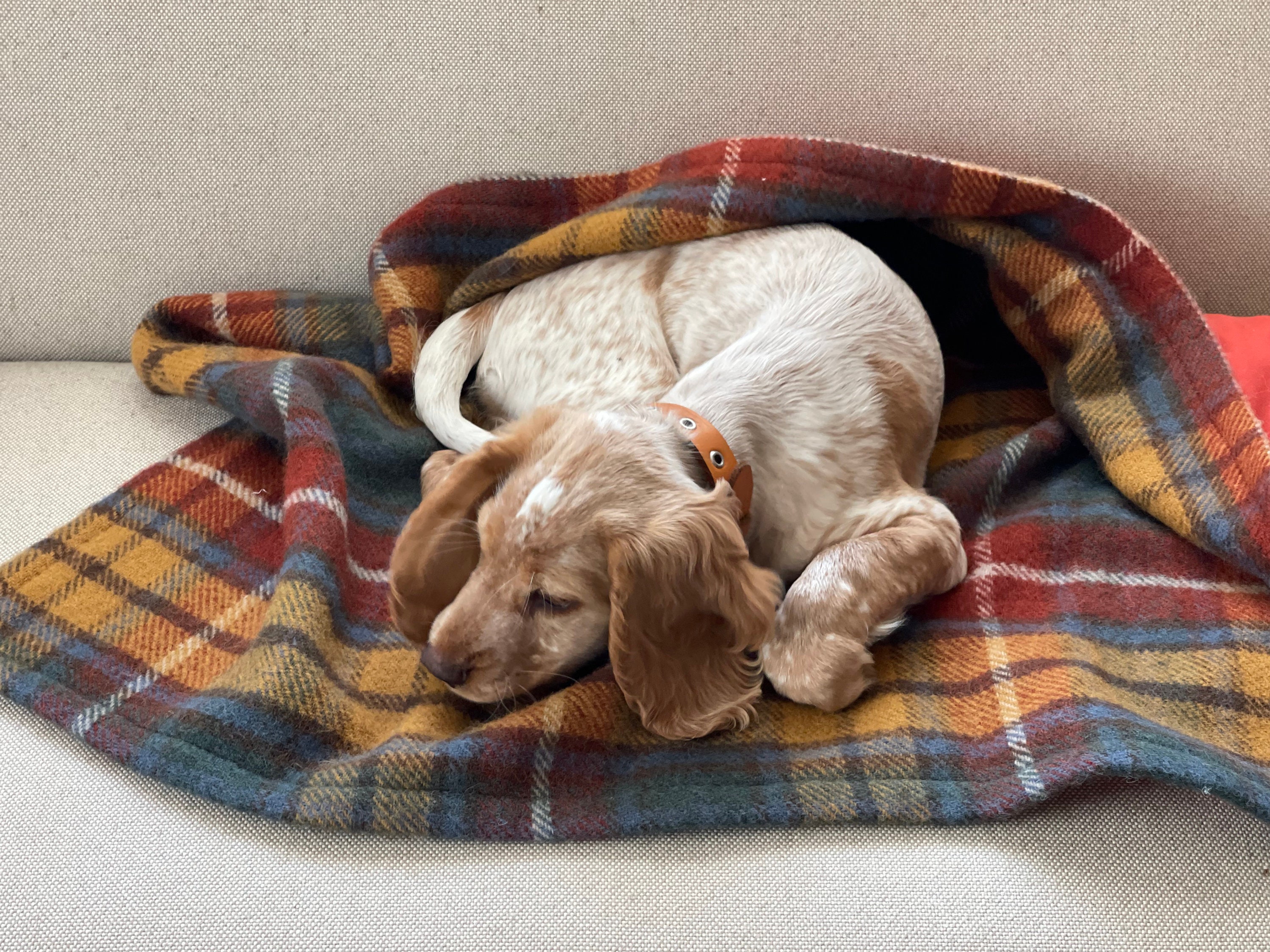 Pure Wool Pet Blanket Tartan Pet Blanket Lambswool Pet - Etsy Pure Wool Pet Blanket Tartan Pet Blanket Lambswool Pet - Etsy