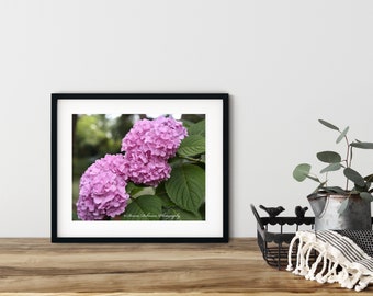 Pink Hydrangea, Digital Photography Wall Art & Home Décor Print