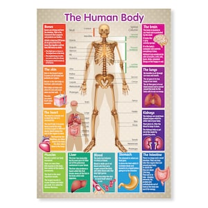 Human Body Skelett Poster A3