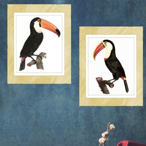 Toucan Art Printables - Set of 2 - Printable Vintage Illustrations - Antique Images - Instant Digital Download - Paper Craft - Wall Art
