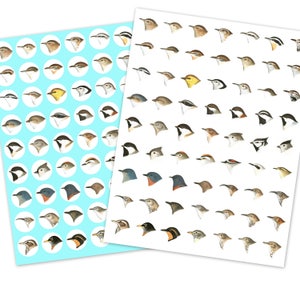 Bird Heads - Digital Collage Sheet - Clipart - Printable - 63 Images - Bottlecaps - Jewelry - Instant JPG Download - 1 Inch Circles