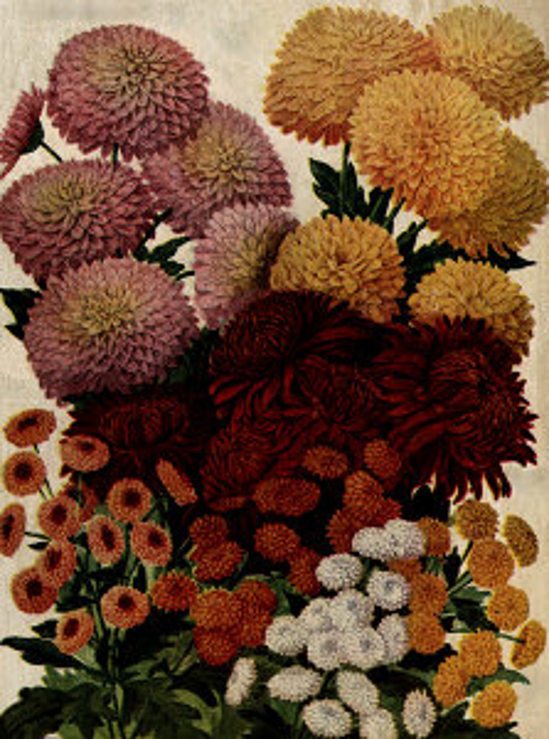 Chrysanthemums Flowers Plants Vintage Illustration Image Etsy