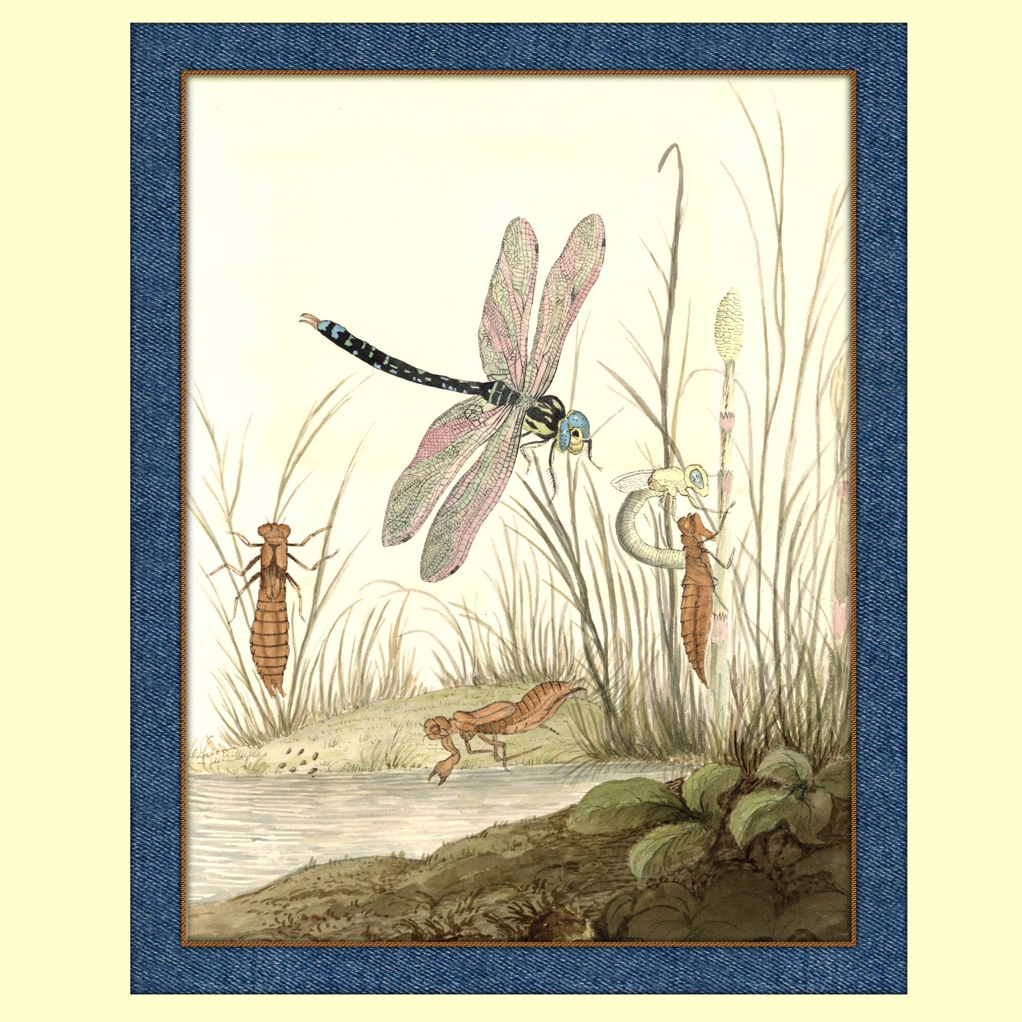 Dragonfly Art Printables Poster Printable Vintage Illustration Antique ...