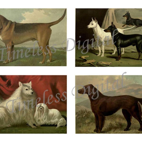 Dogs Collage Sheet - Vintage Book Illustrations - Images - Antique Pictures - Instant Digital Download  - Printable Art Files - Dog Pictures