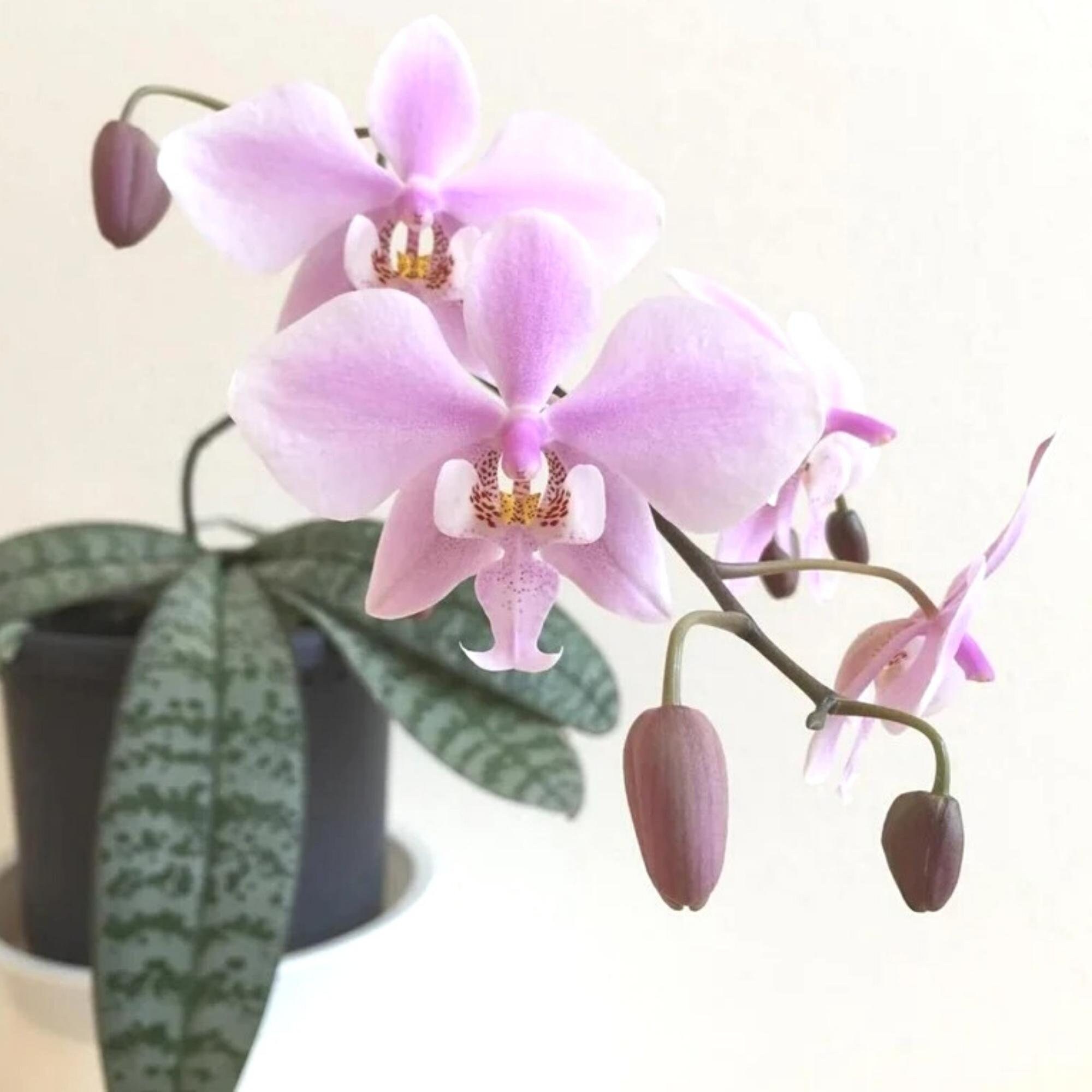 Phalaenopsis schilleriana sale