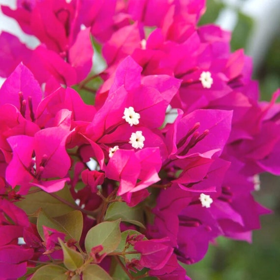 Bougainvillea San Diego Red 2 Live Plant Live Barbara Karst - Etsy