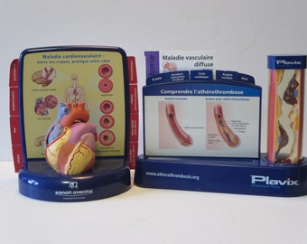 ANATOMICAL MODEL~Human body~ 3D~ Heart and blood flow~ Organ~ Educational medical~ Curiosity~ Scale model~ Display~ Decoration