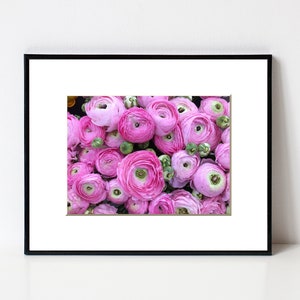 Ranunculus Flower Photography Print Pink Floral Art Nature Photographs Spring Summer Romantic Photo Home Office image 1