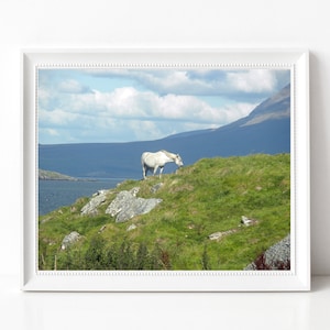 Ireland White Horse Photography Coastal Travel Photograph Connemara Pony Rustic Irish Landscape Equestrian Decor Coast Wall Art Photo
