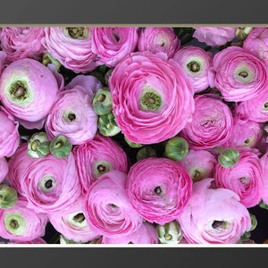 Ranunculus Flower Photography Print Pink Floral Art Nature Photographs Spring Summer Romantic Photo Home Office image 4