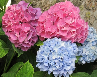Hydrangeas Photography Floral Photograph Nursery Shabby Cottage Garden Nature Inspired Wall Art Summer Flowers Photo Hydrangea Print Decor