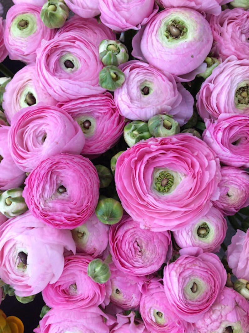 Ranunculus Flower Photography Print Pink Floral Art Nature Photographs Spring Summer Romantic Photo Home Office image 8