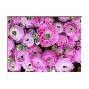 Ranunculus Flower Photography Print Pink Floral Art Nature Photographs Spring Summer Romantic Photo Home Office image 3