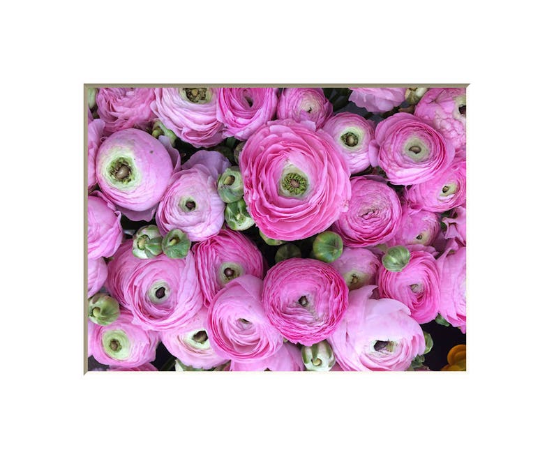 Ranunculus Flower Photography Print Pink Floral Art Nature Photographs Spring Summer Romantic Photo Home Office image 3