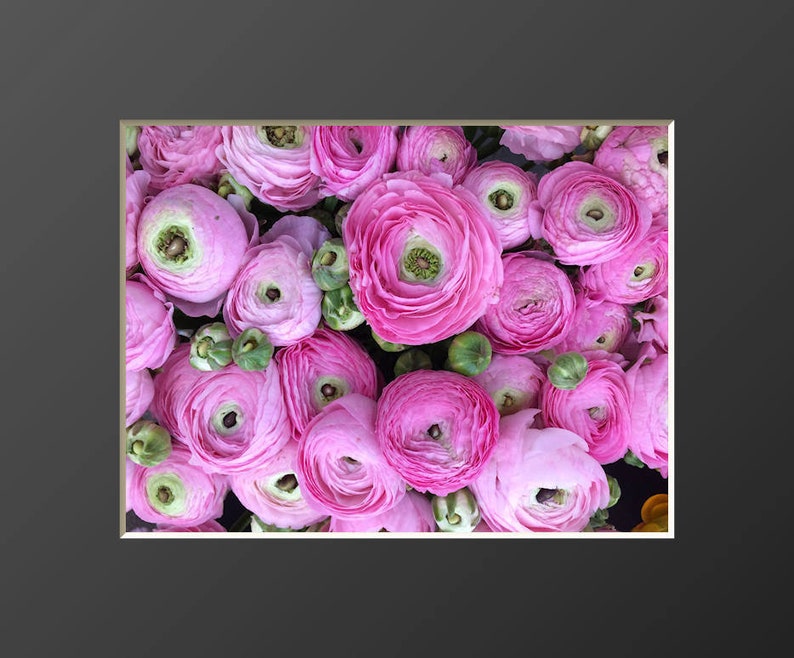 Ranunculus Flower Photography Print Pink Floral Art Nature Photographs Spring Summer Romantic Photo Home Office image 4