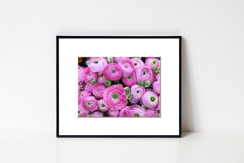 Ranunculus Flower Photography Print Pink Floral Art Nature Photographs Spring Summer Romantic Photo Home Office image 1