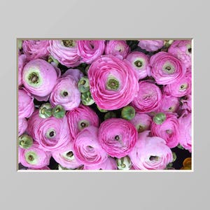 Ranunculus Flower Photography Print Pink Floral Art Nature Photographs Spring Summer Romantic Photo Home Office image 5
