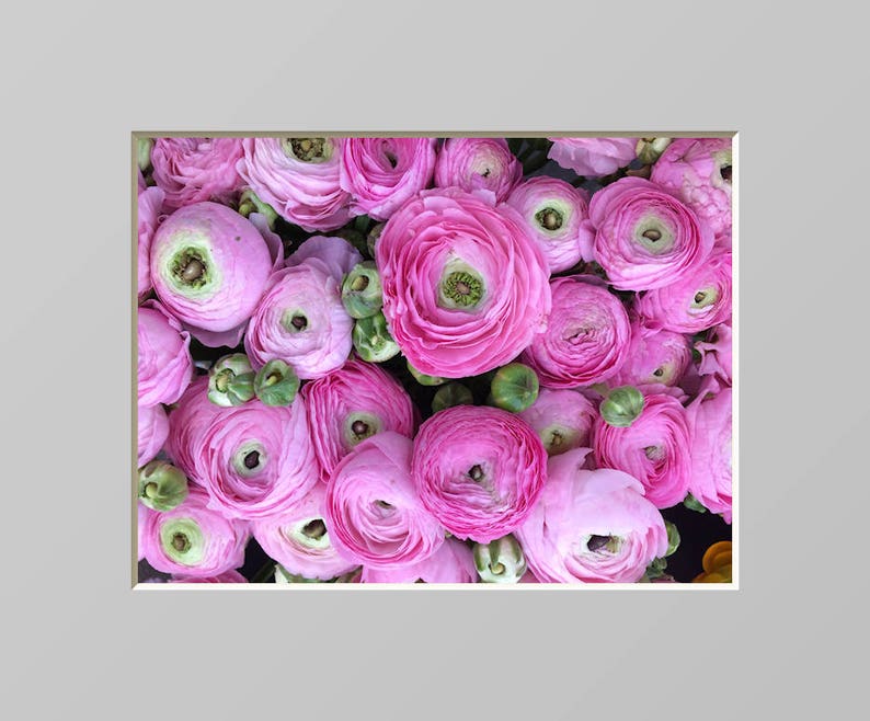 Ranunculus Flower Photography Print Pink Floral Art Nature Photographs Spring Summer Romantic Photo Home Office image 5