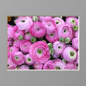 Ranunculus Flower Photography Print Pink Floral Art Nature Photographs Spring Summer Romantic Photo Home Office image 6