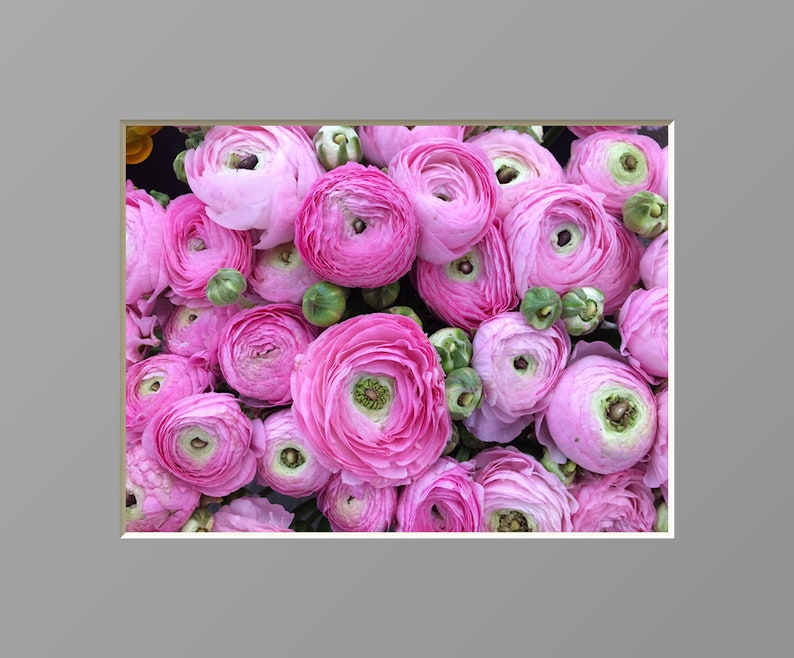 Ranunculus Flower Photography Print Pink Floral Art Nature Photographs Spring Summer Romantic Photo Home Office image 6