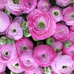 Ranunculus Flower Photography Print Pink Floral Art Nature Photographs Spring Summer Romantic Photo Home Office image 2
