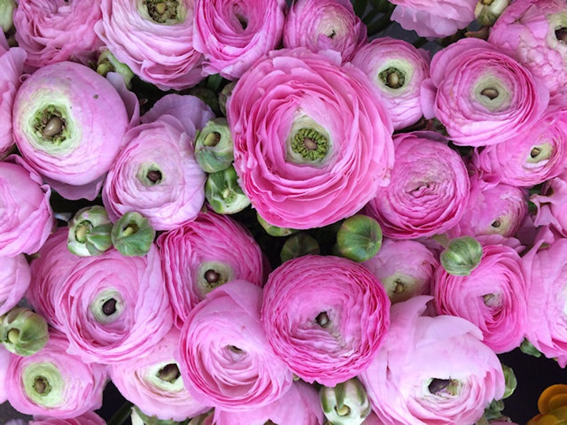 Ranunculus Flower Photography Print Pink Floral Art Nature Photographs Spring Summer Romantic Photo Home Office image 2