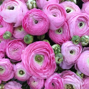 Ranunculus Flower Photography Print Pink Floral Art Nature Photographs Spring Summer Romantic Photo Home Office image 7