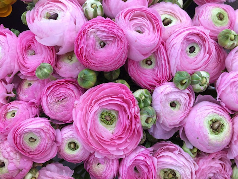 Ranunculus Flower Photography Print Pink Floral Art Nature Photographs Spring Summer Romantic Photo Home Office image 7