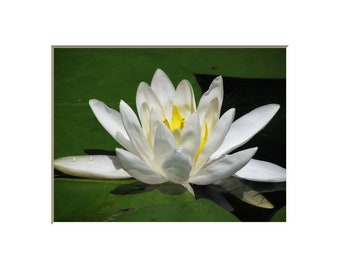 Lotus Flower Photography Water Lily Peace Meditation Zen Mindfulness Peaceful Reflection White Plant Nature Photography Garden Spa Yoga