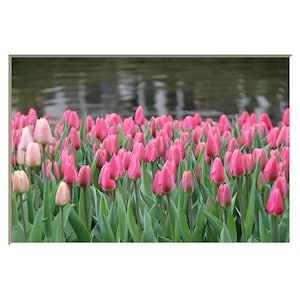 Puede incluir: Un campo de tulipanes rosas y blancos en flor. Los tulipanes crecen en fila y están rodeados de hojas verdes.