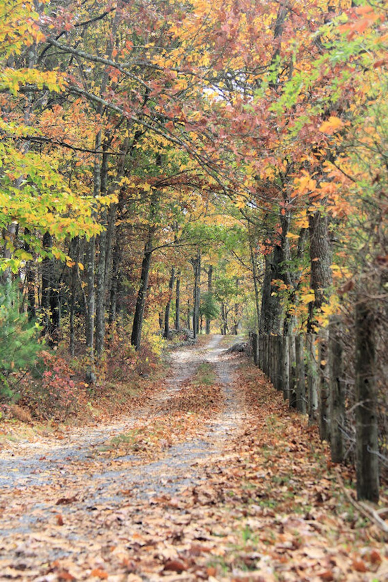 Fall Photography Autumn Foliage Photograph Wall Art Landscape Nature ...