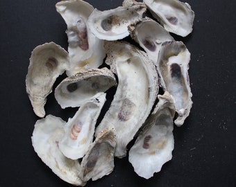 Studio Sale - Oyster Shells