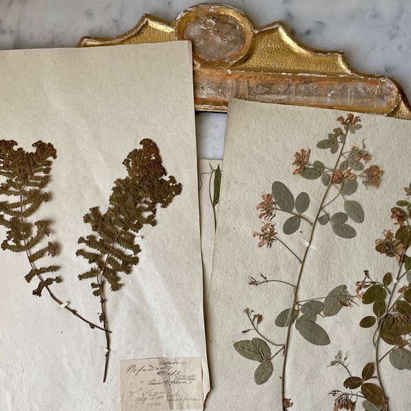 1800s antique French herbarium, 19th century French herbarium