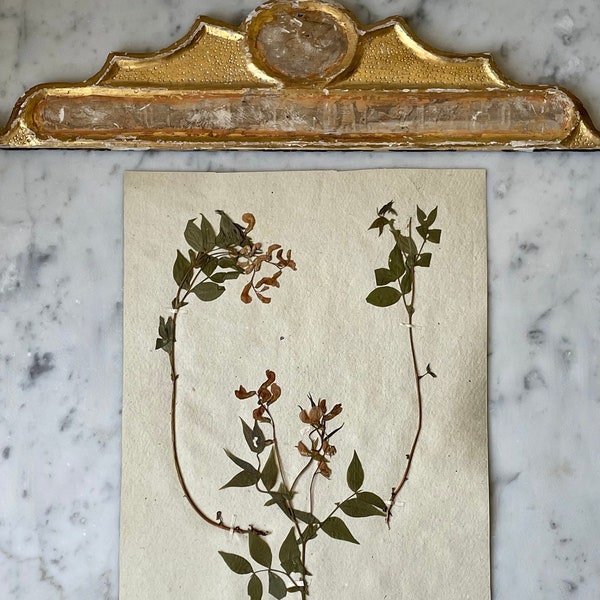 1800s antique French herbarium, 19th century French herbarium
