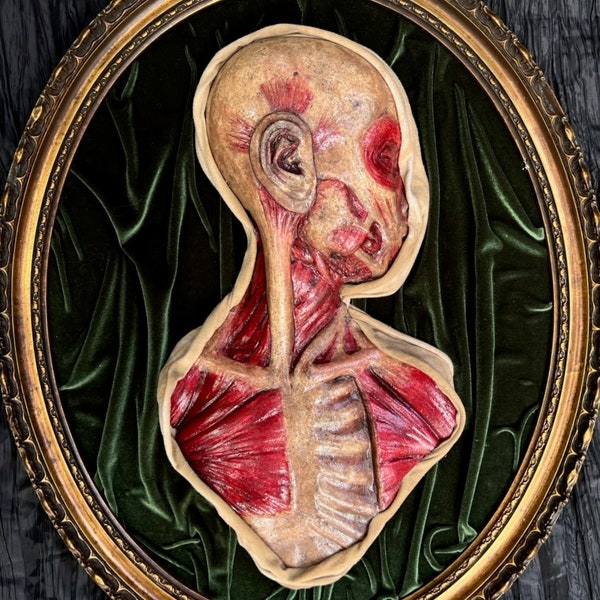 Life-sizedAnatomical display of a child. Oddity, Macabre, Dark Art,Curiosity, Sculpture